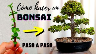 Mistral Bonsai  Trasplante paso a paso de Prebonsái a Bonsái [upl. by Jessalyn]