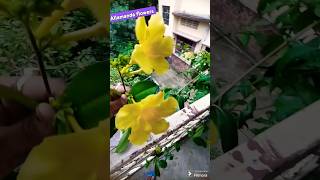 Allamanda flowers💛💛💛flowers plants gardening 😍😍😍shorts [upl. by Lightfoot]