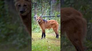 Connais tu le loup à crinière  😳 [upl. by Ravahs]