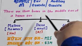 PYQ Series on Science Part 2Ear OssiclesAuditory Ossicles कानातील हाडे Ekakshi MPSC [upl. by Torrey]