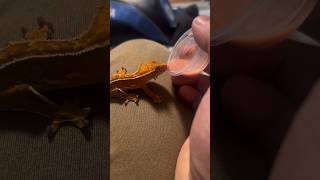 Getting a PICKY Crested Gecko BABY To Eat Babycrestedgecko [upl. by Solram403]