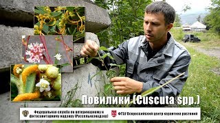 Повилики Cuscuta spp [upl. by Navaj573]