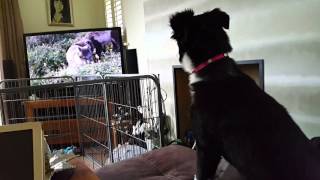 Our 15 weeks old Border Collie puppy Barking at TV [upl. by Ycnuahc470]