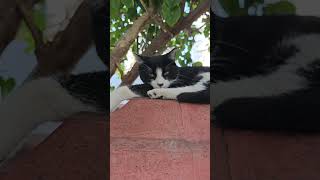 SİTENİN KEDİSİ cute funny cat catlover catvideos shortsvideo shortsfeed shorts [upl. by Aniled864]