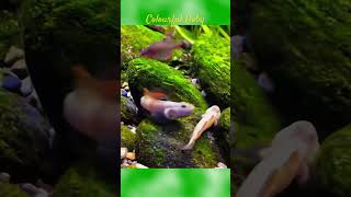 MMA Shorts  Colourful Goby Fish  Gobies  Gobiidae gobyfish goby aquariumfish fish [upl. by Ornie]