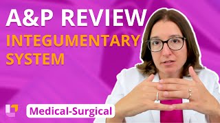 Integumentary System AampP Review MedicalSurgical MedSurg  LevelUpRN [upl. by Irrep]