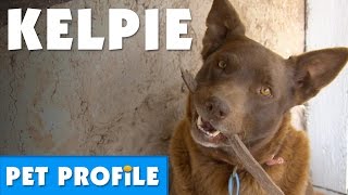 Australian Kelpie Pet Profile  Bondi Vet [upl. by Nuahc]