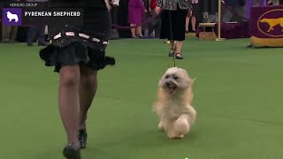 Pyrenean Shepherds  Breed Judging 2020 [upl. by Peery512]