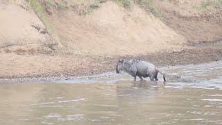 Wildebeest somehow escapes a crocodiles grip [upl. by Iiette466]