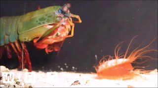 How the Disco Clam Uses Light to Fight SuperStrong Predators  WIRED [upl. by Dewees]