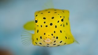 Yellow Spotted Box fish [upl. by Cummins]