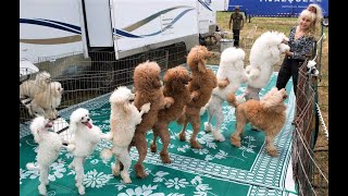 Funny Toy Poodle Puppies Videos Cute Mini Teacup Poodles Playing Miniature Poodle Barking Grooming [upl. by Vassily]