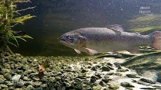 Rainbow Trout Oncorhynchus mykiss  Feeding Time  Animalia Kingdom Show [upl. by Murton]