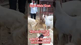 ₹10000Sojat Goat how to start goat farming ask goat farm [upl. by Naols]