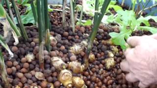 Ginger grown in an Aquaponics system with expanded clay [upl. by Meeharb]