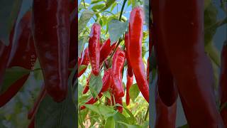 How to Grow Chili Pepper 🌶 at Home Using Simple Technique shorts plants farming [upl. by Yllrebmik]