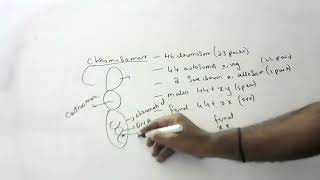 chromosomes number and explanation of autosomal and allosomes [upl. by Ainav]