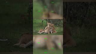 Unforgettable Moments with Playful Lion Cubs Await You lionbabies lioncub lioncubs lionsfamily [upl. by Norab582]