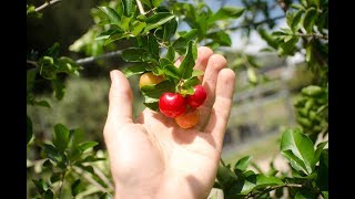 Growing Acerola aka Barbados Cherry From Cuttings [upl. by Quick726]