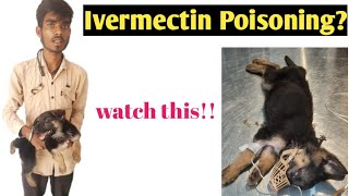 Ivermectin ToxicityPoisoning in the German Shepherd Dog  Drug Overdose  Dr SkMishra [upl. by Lexa]