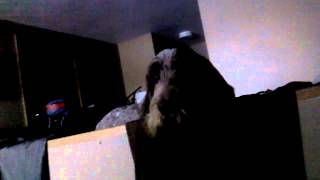 Marley the Spinone Italiano howling [upl. by Fantasia]