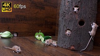 Cat TV mice fun for cats to watch  Adorable mice jerry hole hide amp Seek 8 hour 4k 60fps [upl. by Hnilym]