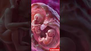 Incredible Footage of Twins Developing in the Womb [upl. by Zelle]