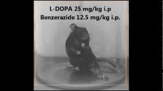 LDopa induced dyskinesia  animal model Parkinsons disease [upl. by Abramson]