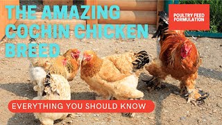 The Cochin Chickens Breed Facts You Should Know HD Quality [upl. by Artemisa]