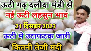 दलौदा मंडी आज का नई ऊटी लहसुन का भाव 21 दिसंबर 2023 new ooty garlic rate today daloda nai lahsun [upl. by Gurolinick]