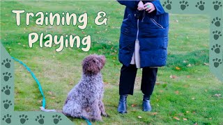 Lagotto Romagnolo  Training session and playing in slow motion 6 months old [upl. by Sungam]