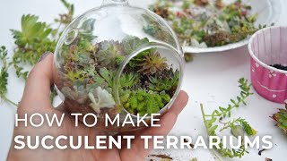 How to plant a Succulent Terrarium [upl. by Atelra]