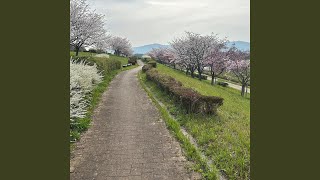 Winter Cherry Blossoms Vintage Piano Version [upl. by Idnahk]