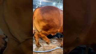 Can You Tell Me That 🤔 How Much this Muscular Sahiwal Cross bull Live Weigh 🧐  Biggest Bull 2024 [upl. by Anirbed]