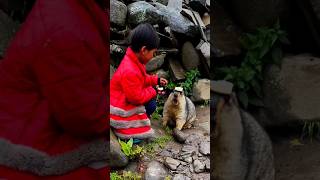 Funny mormor marmot animals marmota [upl. by Schwinn960]