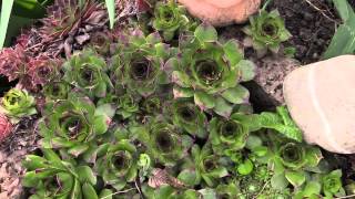 Sempervivum tectorum  Hauswurz Houseleek [upl. by Hobbie]