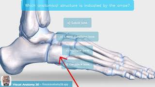 Anatomy Quiz  Tarsal bones [upl. by Melton]