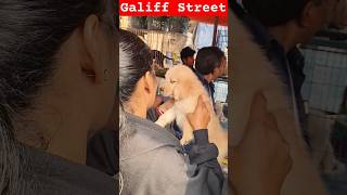 Galiff Street Pet Market। Dog Market shorts Dog petmarket galiffstreet [upl. by Albarran336]