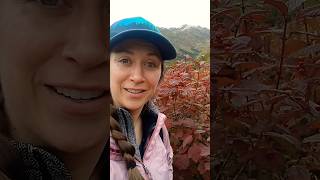 wild highbush cranberry  hatchers pass alaska [upl. by Wengert556]