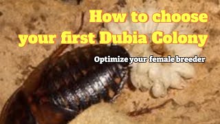 Choosing your first breeding colony  The Feeder Series  Dubia Roach [upl. by Ahsa628]