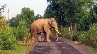 ആനയെ ട്രോളി വിട്ട പഹയന്മാരുണ്ടോ  കണ്ടിട്ടില്ല എങ്കിൽ കണ്ടോളു [upl. by Verdi252]