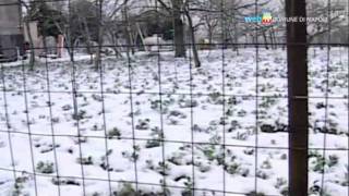 Neve in città potenziato il piano di emergenza [upl. by Onilecram768]