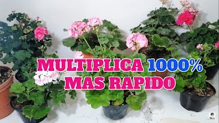 geranios como se reproducen 1000 mas rapido chuyito jardinero [upl. by Rubia6]