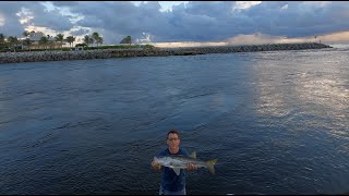 Inlet Snook Fishing  Non Stop Action Using Live Pilchards [upl. by Crispen]