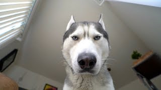 What Waking Up To My Husky Looks Like [upl. by Alamac]