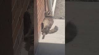 Leo laying outside watching over the Garden cat kitten garden nature family outdoors [upl. by Reifnnej]