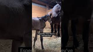 It melts my heart every time 🥰 horse foal mother birth foaling babyhorse equestrian baby [upl. by Bradeord522]