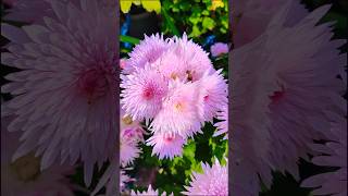 Beautiful Chrysanthemum ×grandiflorum flowers😍 beautiful flowers ytshorts kingdom viral [upl. by Halbert]