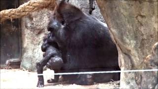 Silverback plays with his baby gorilla Ebobo with Yoko [upl. by Nananne]