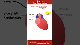 Digoxin an overview of its actions on the heart [upl. by Duwad]